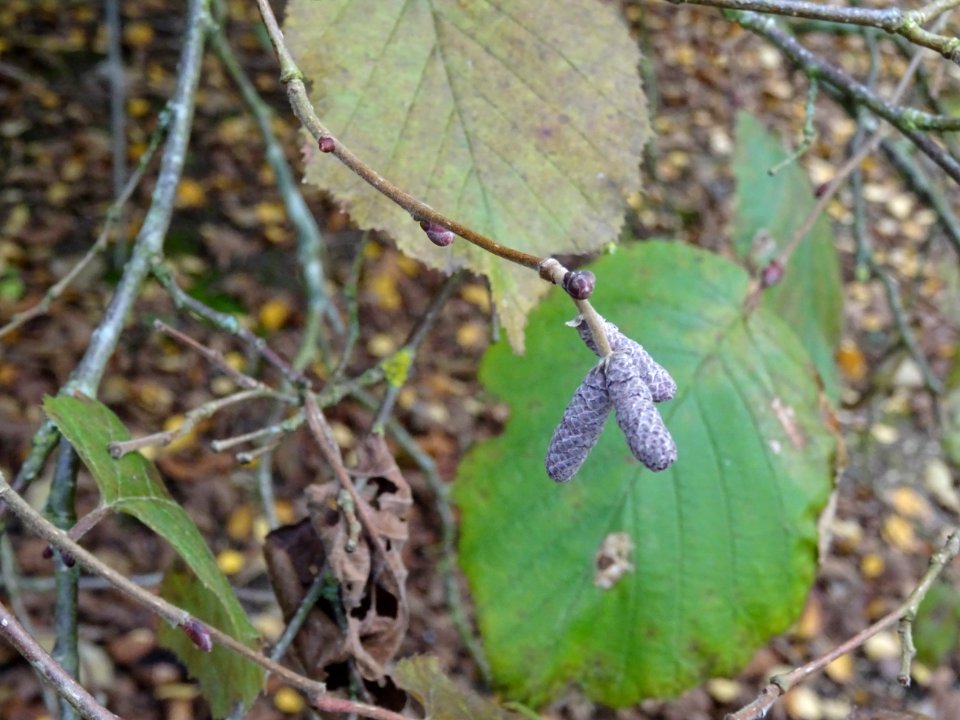 Noisetier pourpre, Corylus maxima 'Purpurea', Betulacées, … 