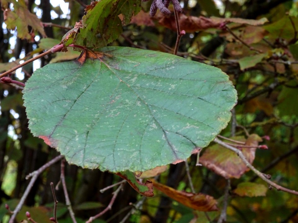 Noisetier pourpre, Corylus maxima 'Purpurea', Betulacées, … 