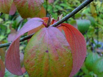 Viorne Bitchiu, Viburnum bitchiuense, Adoxacées, Arboretum… 