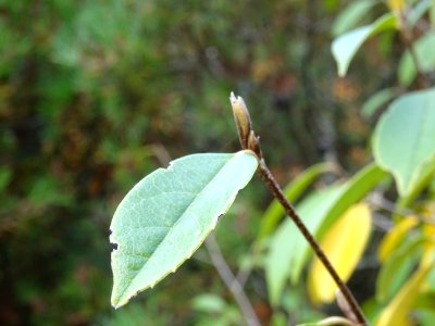 Sycopsis de Chine, Sycopsis sinensis, Hamamelidacées, Arbo… 