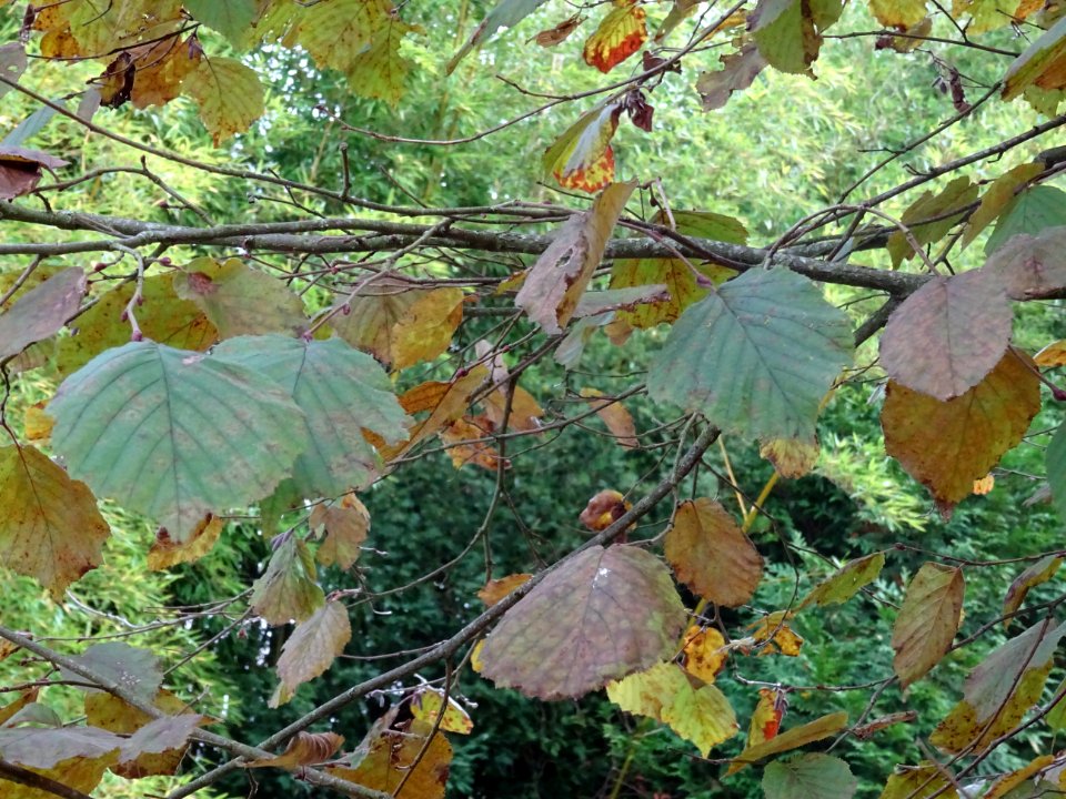 Noisetier pourpre, Corylus maxima 'Purpurea', Betulacées, … 