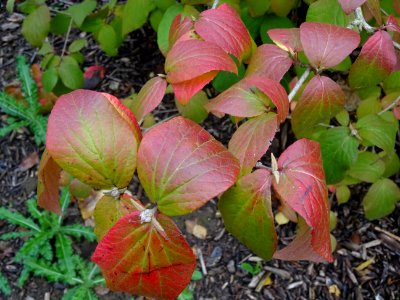 Viorne Bitchiu, Viburnum bitchiuense, Adoxacées, Arboretum… 