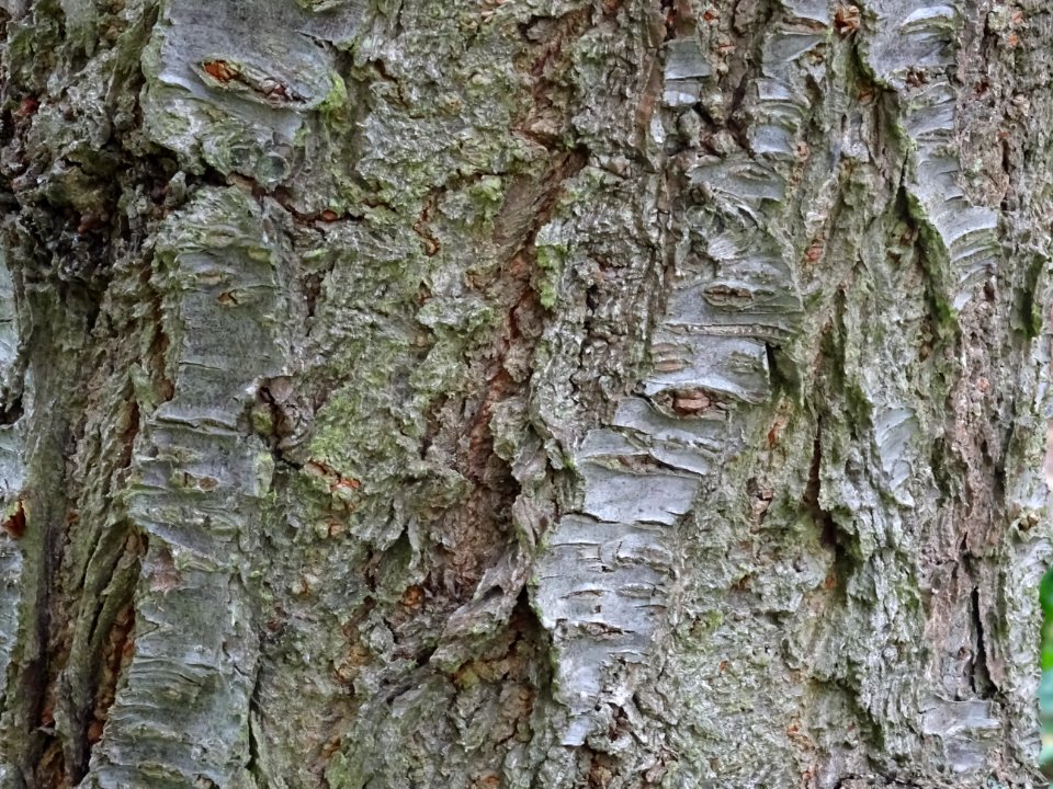 Ecorce du Cerisier à fleurs du Japon, Prunus serrulata 'Sh… 