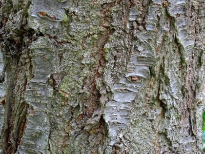 Ecorce du Cerisier à fleurs du Japon, Prunus serrulata 'Sh… 