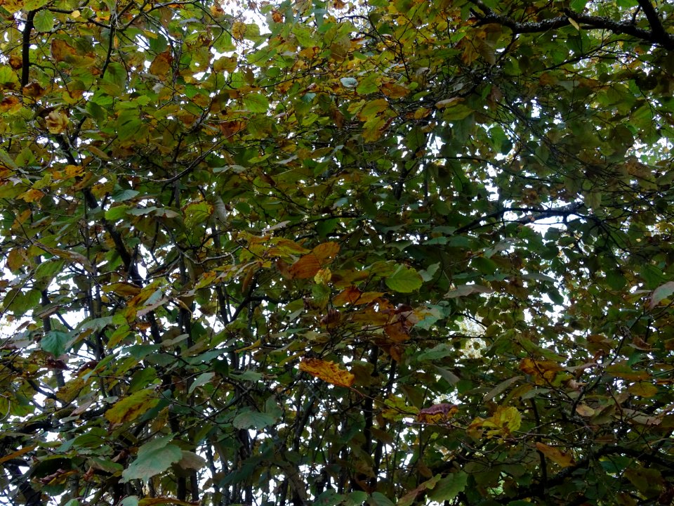 Noisetier pourpre, Corylus maxima 'Purpurea', Betulacées, … 