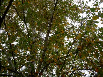 Bouleau verruqueux, Betula pendula, Betulacées, Arboretum … 