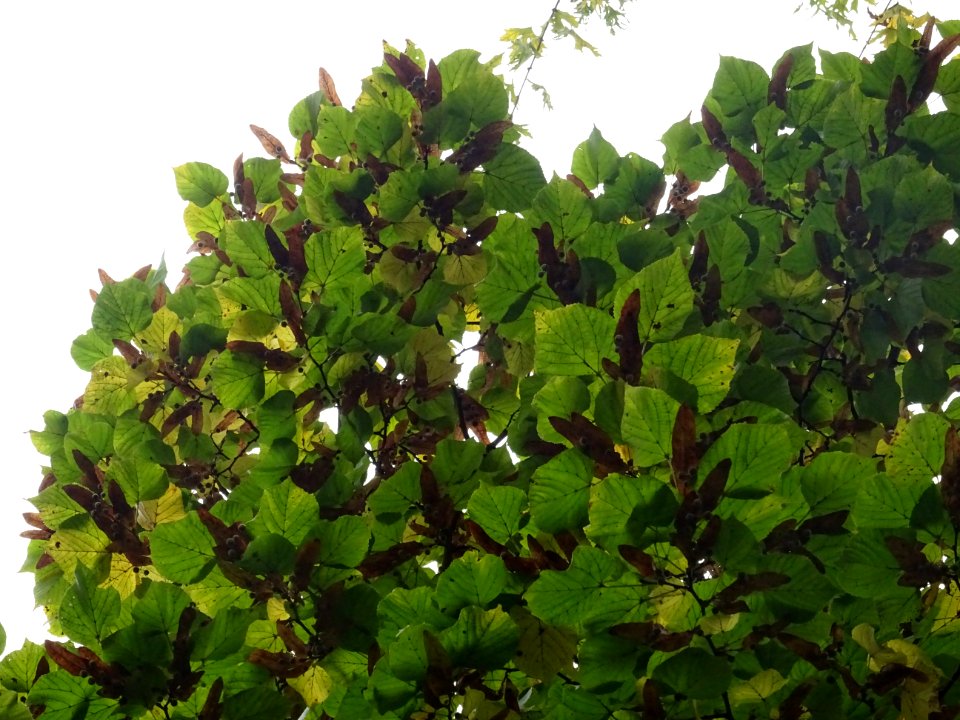 Tilleul à grandes feuilles, Tilia platyphyllos, Tiliacées,… 