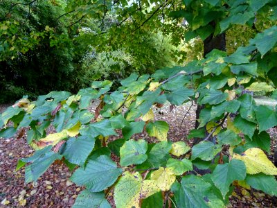 Tilleul à grandes feuilles, Tilia platyphyllos, Tiliacées,… 