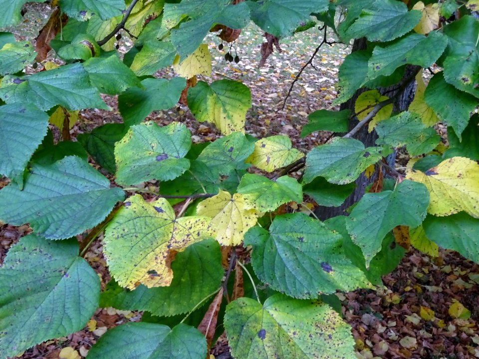Tilleul à grandes feuilles, Tilia platyphyllos, Tiliacées,… 