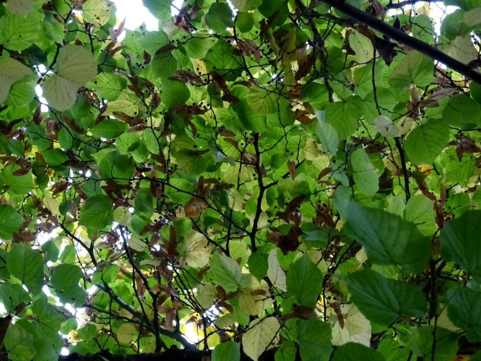 Tilleul à grandes feuilles, Tilia platyphyllos, Tiliacées,… 