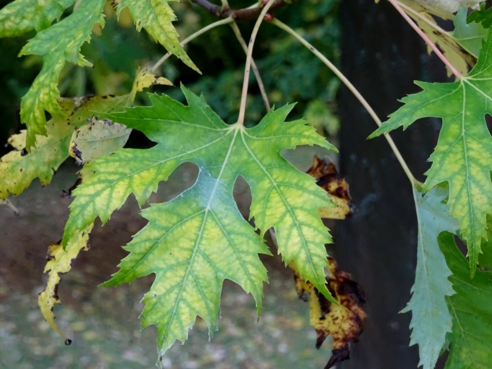 Erable argenté ou Erable de Virginie, Acer saccharinum 'Wi… 