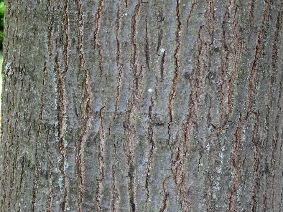 Ecorce du Chêne rouge d'Amérique, Quercus rubra ou Quercus… 