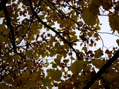 Tilleul de Crimée, Tilia * Euchlora = Tilia cordata * Tili… 