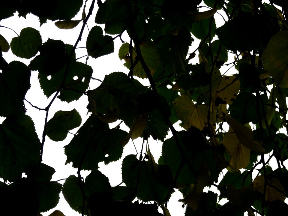 Tilleul hybride, Tilia * Orbicularis = Tilia * Euchlora*Ti… 