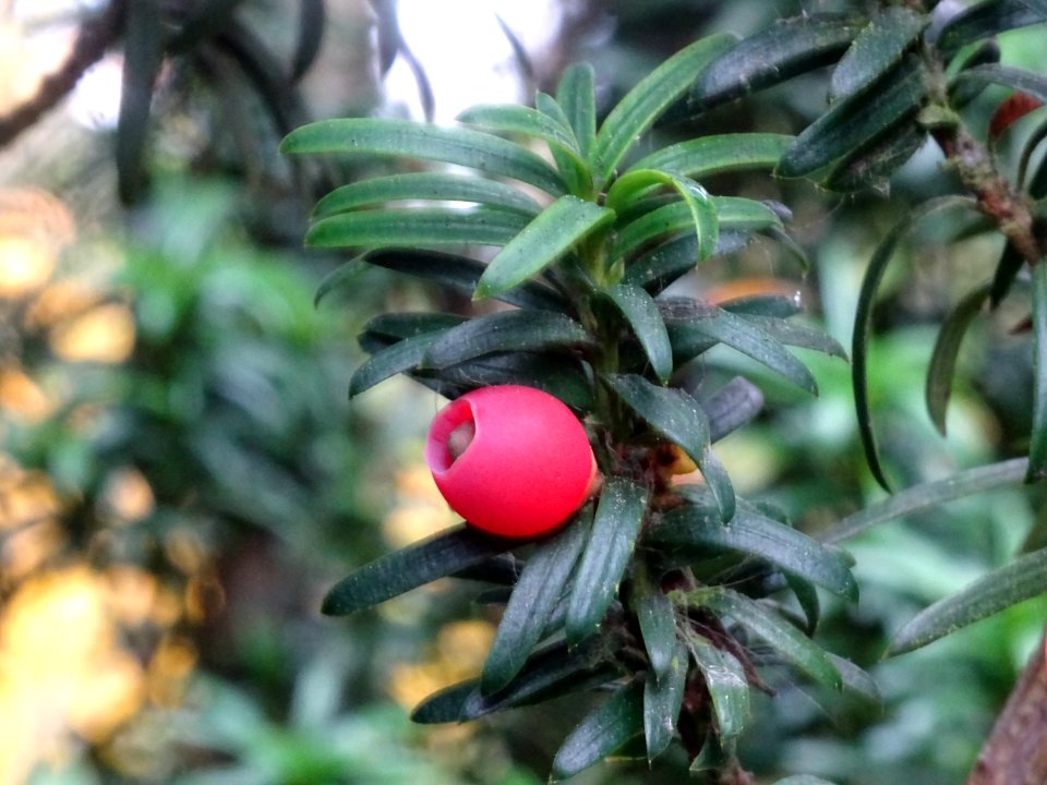 Arille de l' If commun fastigié, Taxus baccata 'Fastigiata… 