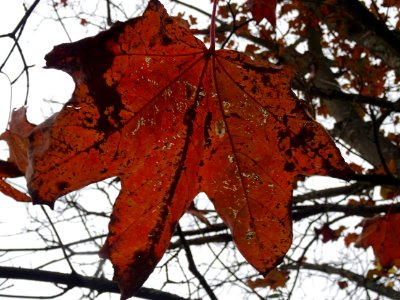 Erable pourpre, Acer platanoides 'Schwedleri', Acéracées, … 