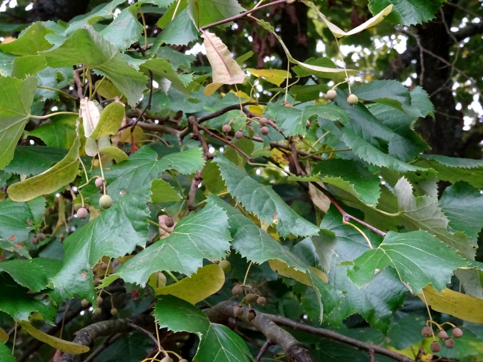 Tilleul hybride, Tilia * Orbicularis = Tilia * Euchlora*Ti… 