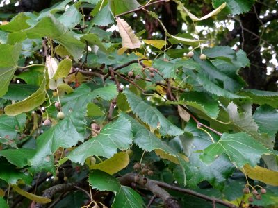 Tilleul hybride, Tilia * Orbicularis = Tilia * Euchlora*Ti… 