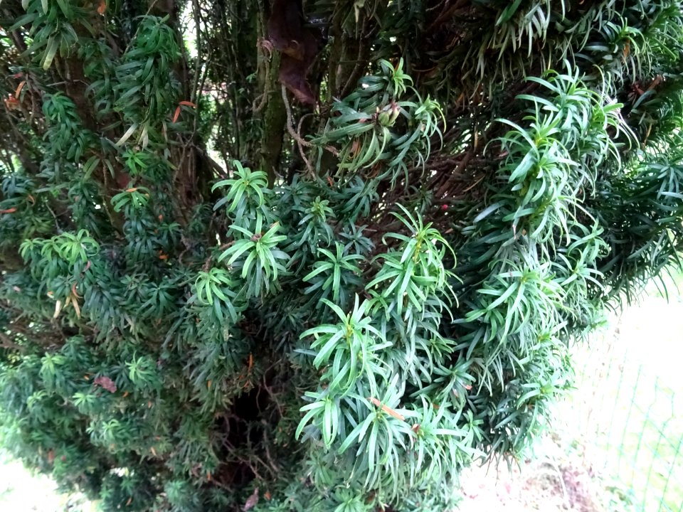 If commun fastigié, Taxus baccata 'Fastigiata', Taxodiacée… 
