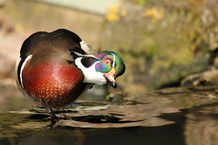 Wildlife birding water