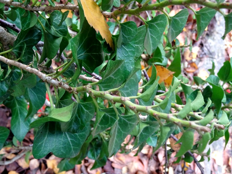 Lierre grimpant, Hedera helix 'Conglomerata Erecta', Arali… 
