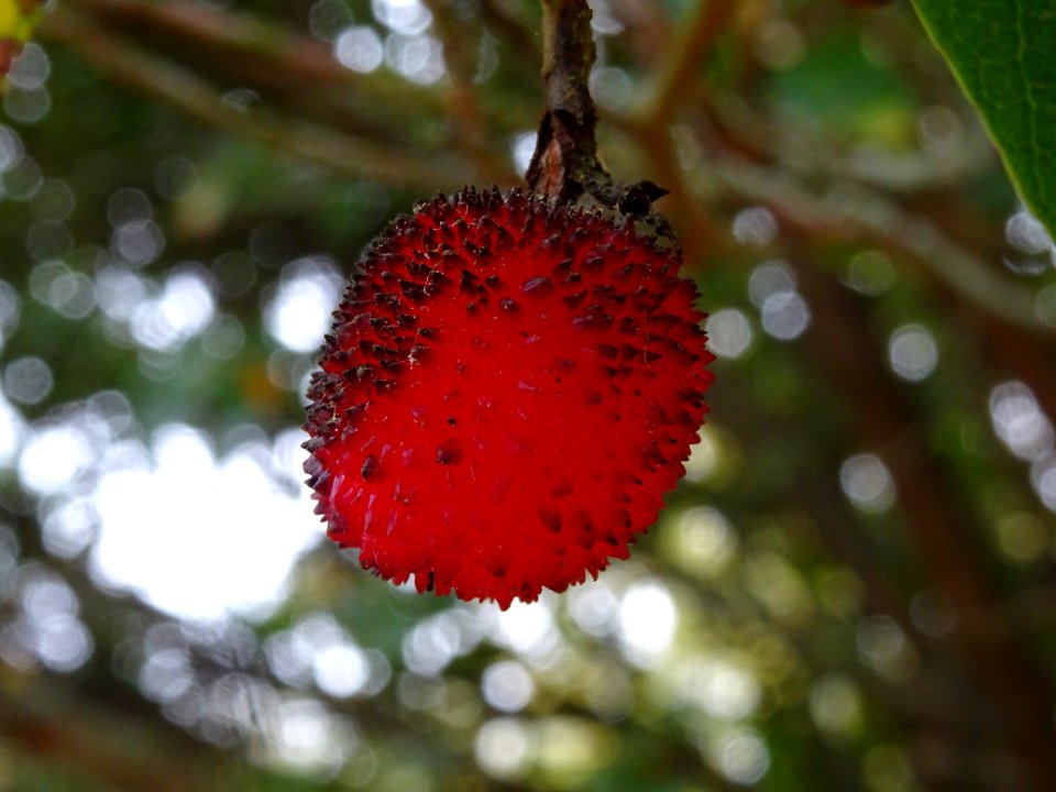 Arbousier hybride, Arbutus * andrachnoides ( A. unedo * A.… 