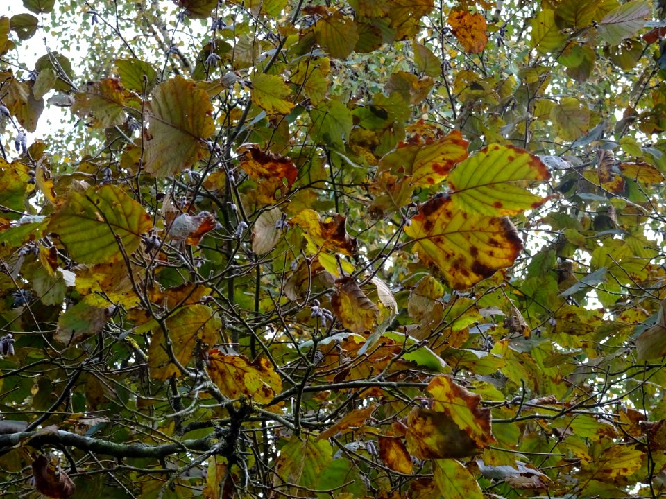 Noisetier pourpre, Corylus maxima 'Purpurea', Betulacées, … 