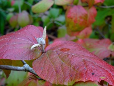 Viorne Bitchiu, Viburnum bitchiuense, Adoxacées, Arboretum… 