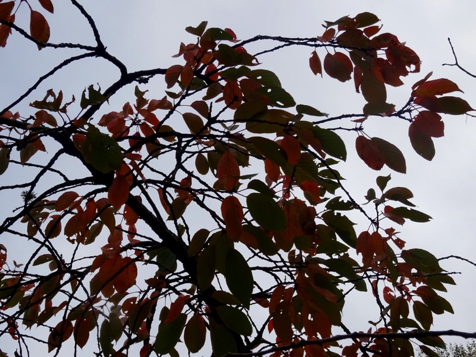 Cerisier à fleurs du Japon, Prunus serrulata 'Shirofugen',… 