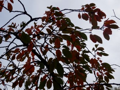Cerisier à fleurs du Japon, Prunus serrulata 'Shirofugen',… 