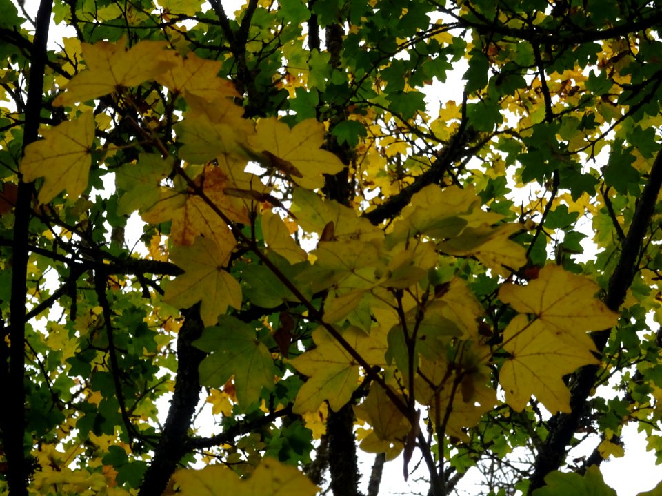 Erable champetre, Acer campestre, Acéracées, Arboretum de … 