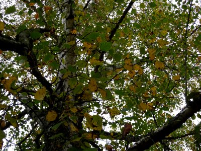 Bouleau verruqueux, Betula pendula, Betulacées, Arboretum … 