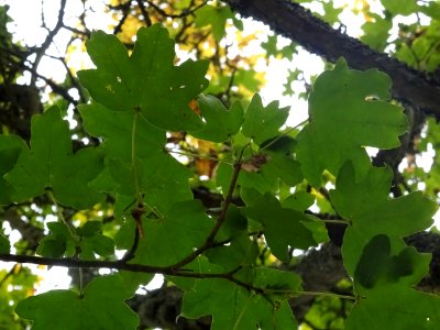 Erable champetre, Acer campestre, Acéracées, Arboretum de … 