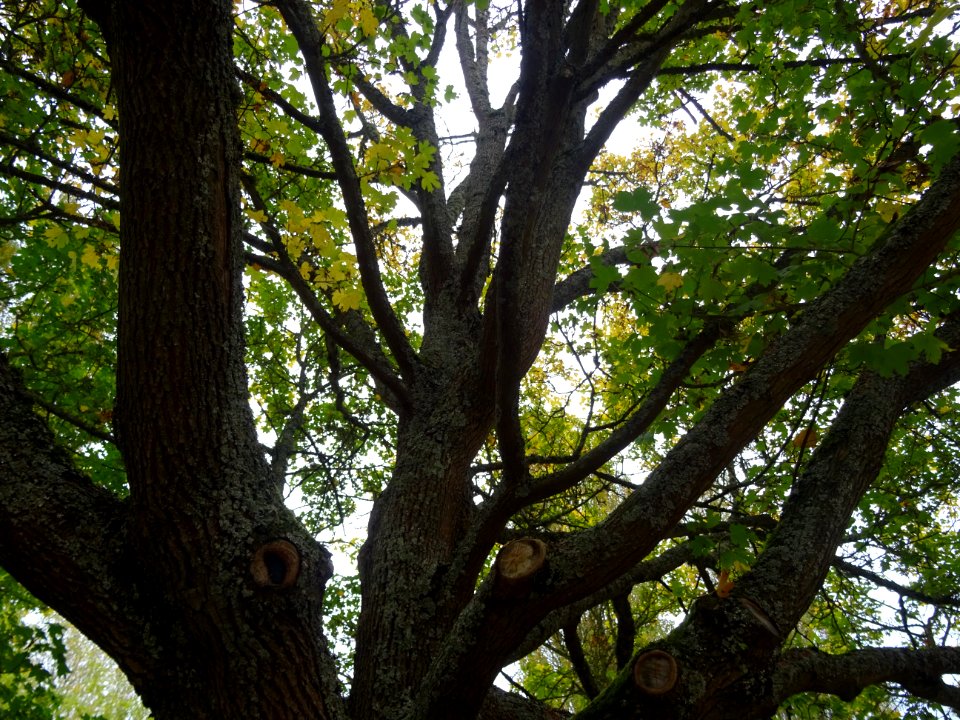 Tronc et branches de l' Erable champetre, Acer campestre, … 