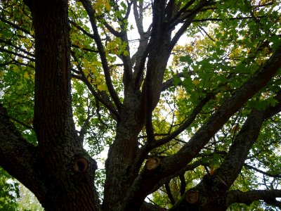 Tronc et branches de l' Erable champetre, Acer campestre, … 