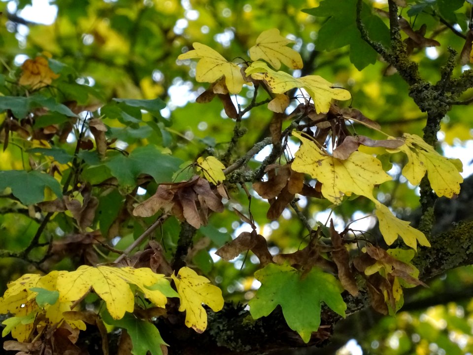 Erable champetre, Acer campestre, Acéracées, Arboretum de … 