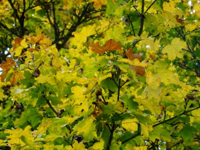 Erable champetre, Acer campestre, Acéracées, Arboretum de … 