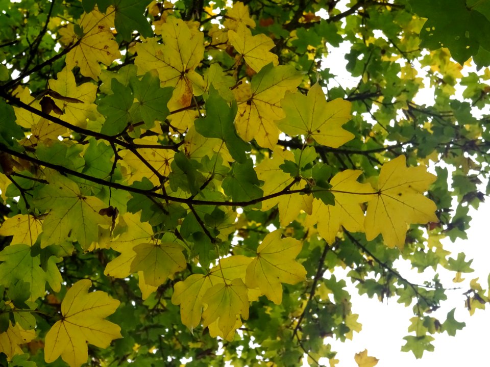Erable champetre, Acer campestre, Acéracées, Arboretum de … 