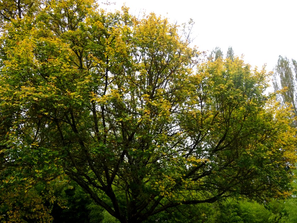 Erable champetre, Acer campestre, Acéracées, Arboretum de … 