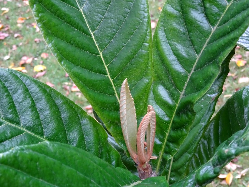 Néflier du Japon, Eriobotrya japonica, Rosacées, Arboretum… 