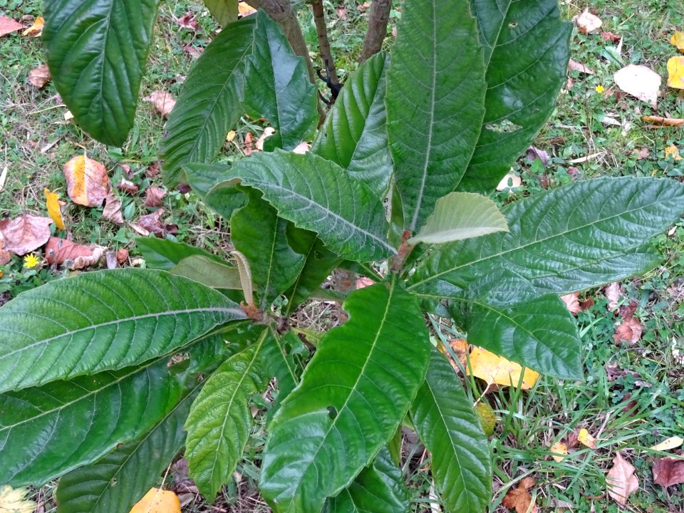 Néflier du Japon, Eriobotrya japonica, Rosacées, Arboretum… 