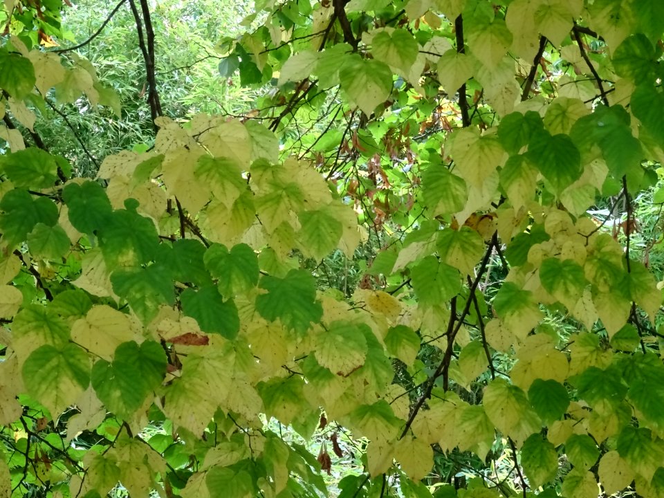 Tilleul à grandes feuilles, Tilia platyphyllos, Tiliacées,… 