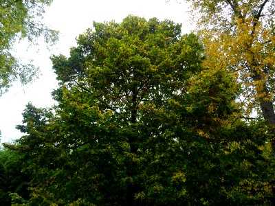 Tilleul à grandes feuilles, Tilia platyphyllos, Tiliacées,… 