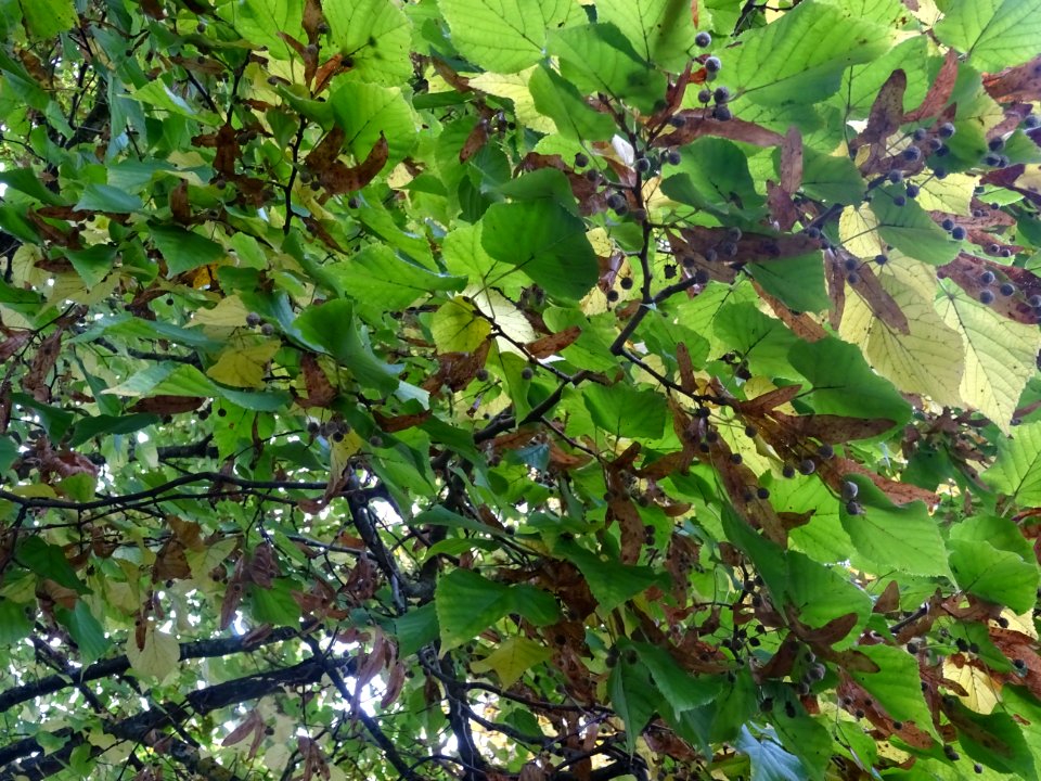 Tilleul à grandes feuilles, Tilia platyphyllos, Tiliacées,… 