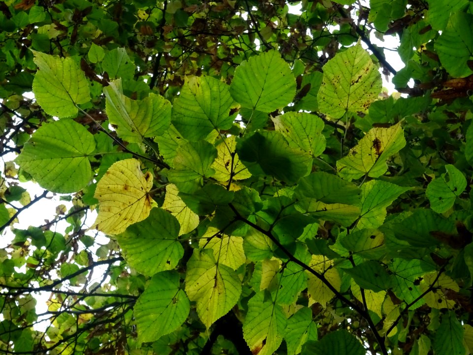 Tilleul à grandes feuilles, Tilia platyphyllos, Tiliacées,… 