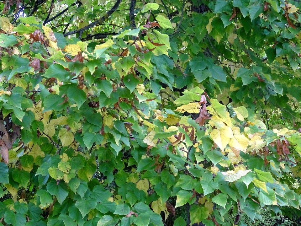 Tilleul à grandes feuilles, Tilia platyphyllos, Tiliacées,… 