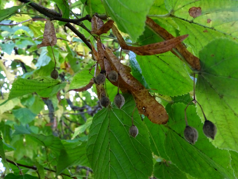 Tilleul à grandes feuilles, Tilia platyphyllos, Tiliacées,… 