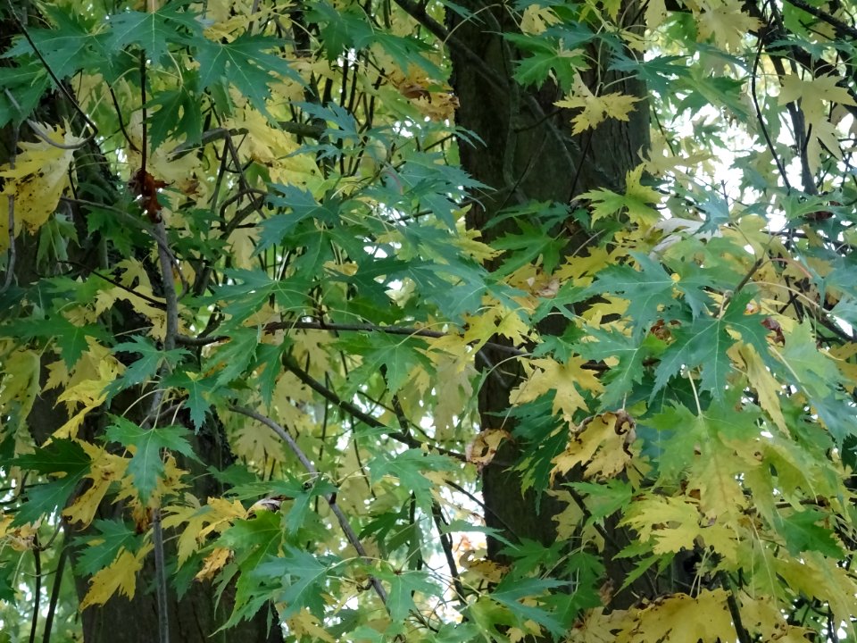Erable argenté ou Erable de Virginie, Acer saccharinum 'Wi… 