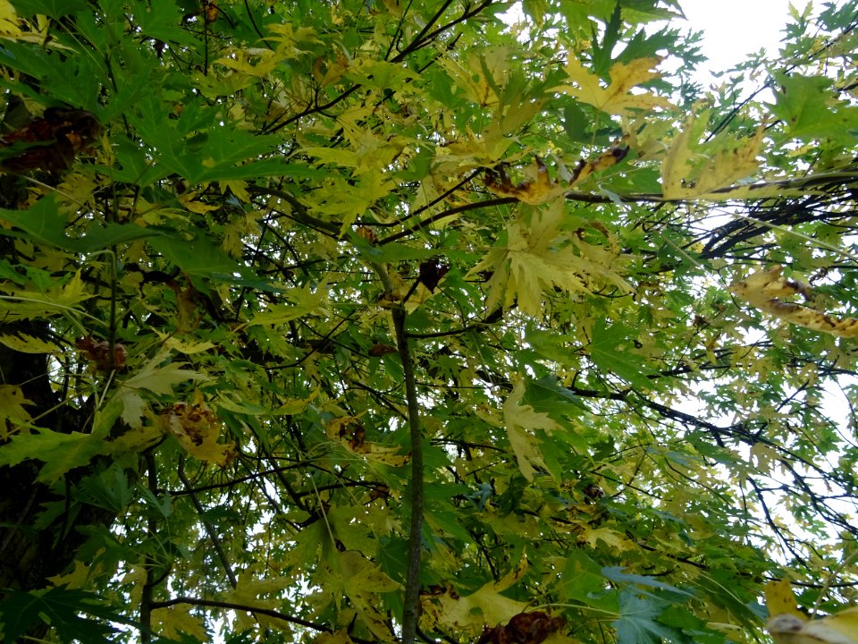 Erable argenté ou Erable de Virginie, Acer saccharinum 'Wi… 