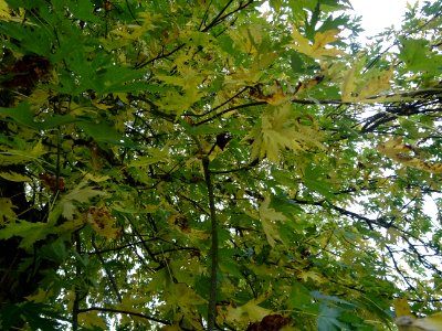 Erable argenté ou Erable de Virginie, Acer saccharinum 'Wi… 